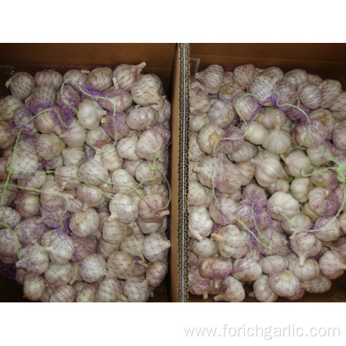 Hybrid Normal White Garlic